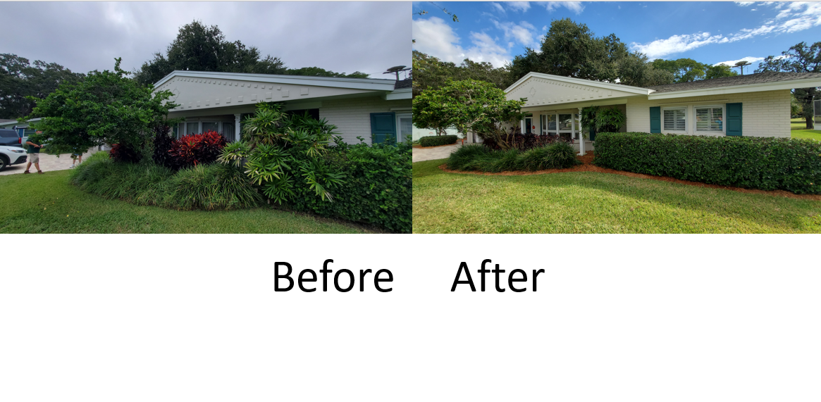 Landscape cleanout & trim in Dunedin, Before & After of the front